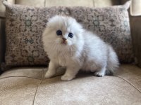 Full Şecereli Anne Babanın Scottish Fold Longhair Bebeği