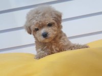 Chipli Pasaportlu Toy Poodle Yavruları