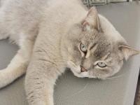 4 yaşında kısırlaştırılmış erkek kedi