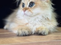 Safkan British Bebeklerim Yuvalarına Gitmeyi Bekliyor