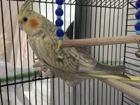 3 Aylık Sultan Papağanı