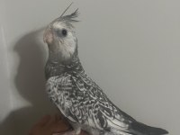 6 adet yeme düştü kaçırılmayacak fırsat rengarenk kuşlar