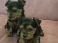 2 Aylık Yorkshire Erkek Yavru