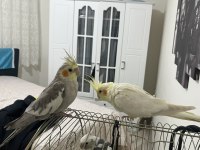 Sahibinden evcil sultan papağanlar