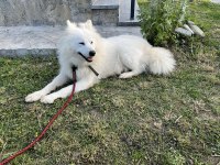 3 yaşında dişi uysal samoyed