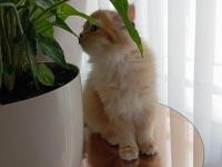 3.5 Aylık By12 British Longhair Dişi Kedimiz