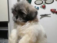 Shih Tzu Dişi Bebeklerimiz
