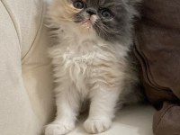 50 gün dişi exotic kedimiz