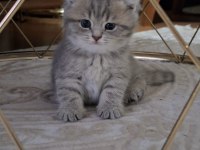 6 kardeş kediler yeni yuvalarını arıyor