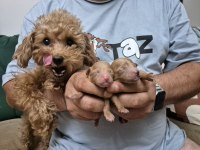 Orijinal Tea Cup Poodle