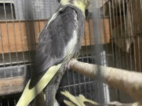 Yavru Sultan Papağanları