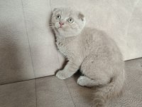 Scottish fold yavru kedimiz