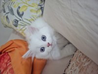 Güzel Bambinoo British Longhair