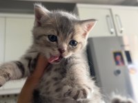 Minnak Sevecen Ve Oyuncu British Shorthair