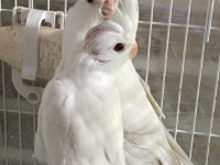 2025 A Kalite Erkek 40 Günlük Albino Saf Kan Sultan Papağanı