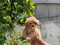 Sevimli maltipoo yavru