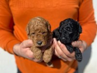 Irk Ve Sağlık Garantili Poodle 14 Adet Yavru