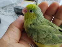 El besleme bebek forpus