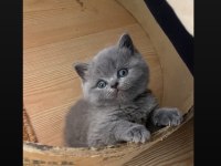 Safkan Ayı Surat Gri British Shorthair Yavrumuz