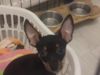 3 Aylık Minyatür Pinscher