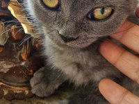 British Cins Kedimiz Ücretsiz Sahiplendirme