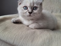 Çok Cana Yakın Dişi Bebek Scottish Fold