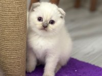 45 günlük bebek kediler