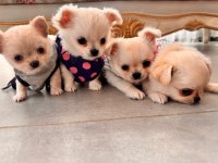 Sevimli ve eğitimli chihuahua yavru