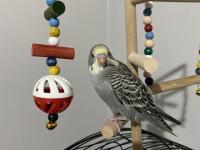 Yeni Yeme Düşmüş Erkek Muhabbet Kuşu