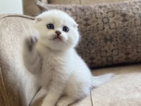 Full Şecereli Anne Babanın Scottish Fold Bebeği