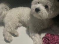 Maltese erkek köpeğimiz