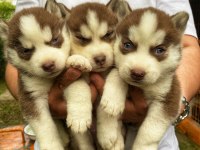 Mavi göz kızıl siyah beyaz husky bebek köpekler