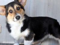 Wels Corgi Pembroke