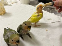 40 günlük sevda papağanı yavruları 1500 tl