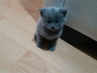 Safkan Scottish Fold Yavruları