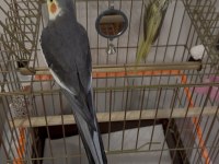 Sağlıklı Erkek Ve Dişi Sultan Papağanları