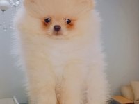 Pomeranian Boo Erkek