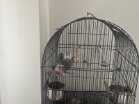 15 Aylık Jako Papağanı