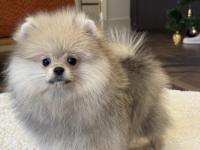 Show class erkek pomeranian boo