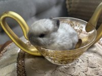 Cüce tavşan iki aylık