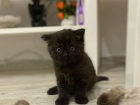 Tek Dişi Scottish Fold Yavrumuz Yeni Yuvasını Arıyor