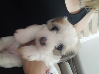 1 Aylık Morkie Bebekler 3 Kız Ve 2 Erkek