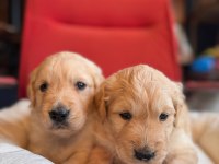 Burkem Çiftliğimizden A Kalite Golden Retriever