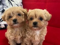 Orjinal Sağlıklı Maltipoo Bebekler