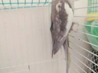 Konuşan Erkek Sultan Papağanı