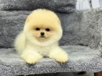 Teacup Pomeranian