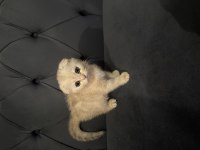 Safkan Scottish Fold Yavruları Ayı Surat 2 Aylık..!