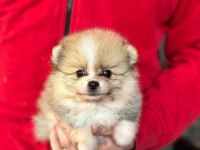 Pomeranian Boo Yavruları Kredi Kartı Geçerlidir