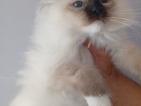 2 Erkek Mitted Ragdoll Yavrum Ailesini Arıyor