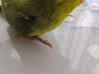 El Besleme Bebek Forpus